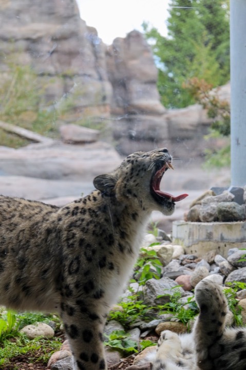 Snow leopard mid-roar in an enclosure, rocky backdrop behind it