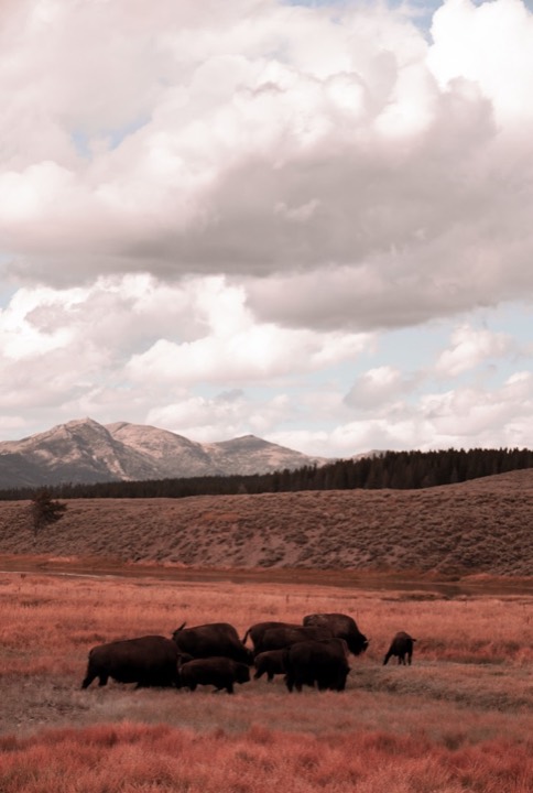 Herd of bison grazing on a warm-toned grassland below distant mountains